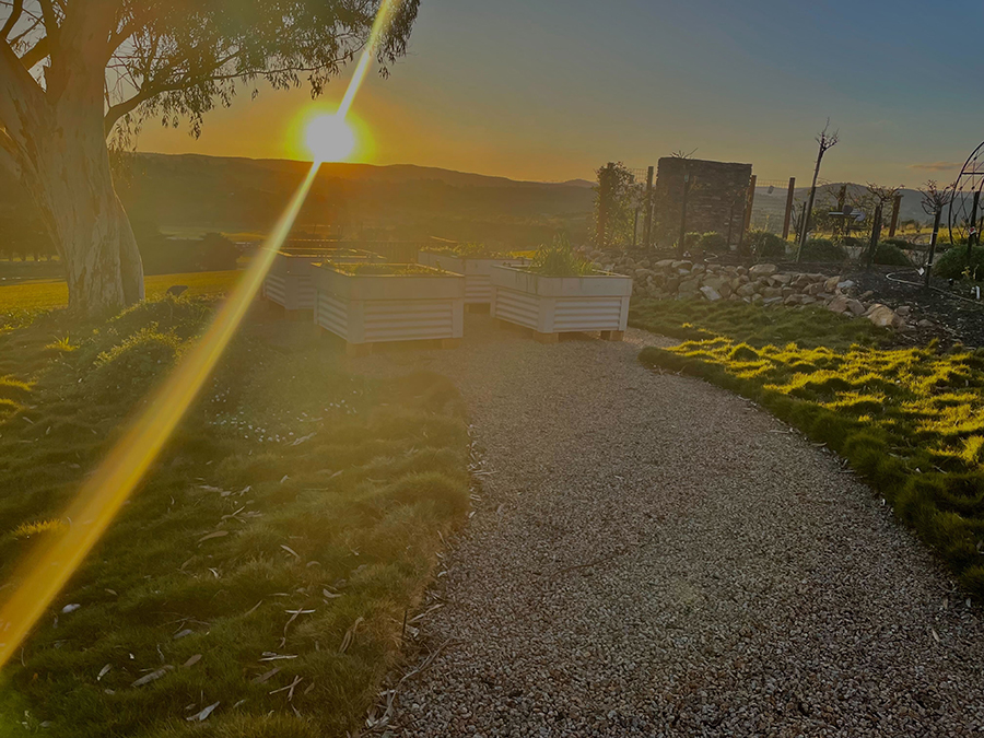 How to Grow a Long Unmowed Zoysia Lawn